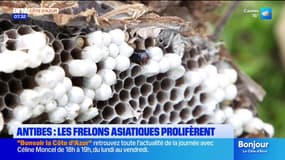 Antibes : les frelons asiatiques prolifèrent en automne