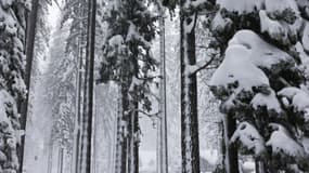 Des arbres recouverts de neige pendant une puissante tempête hivernale dans les montagnes de la Sierra Nevada, le 3 mars 2024 à Truckee, Californie. 