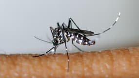 Le moustique tigre peut transmettre les virus de la dengue et du chikungunya.