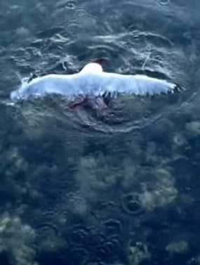 Une mouette se faire attaquer par un poulpe