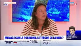 Mer Méditerranée: Léa Lecomte de l'association Naturoscope rappelle l'importance de protéger la posidonie