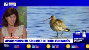 Planète Locale du lundi 4 septembre - Alsace : le courlis cendré presque éteint