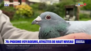 Seine-Maritime: des pigeons voyageurs entraînés pour des compétitions