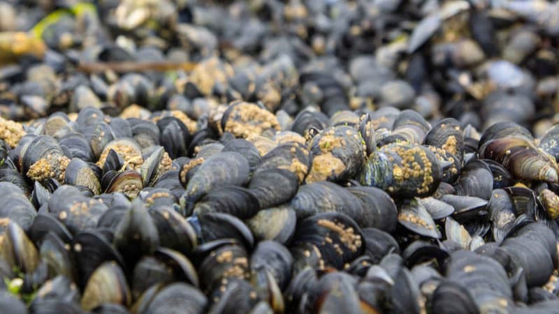 Des moules (illustration).