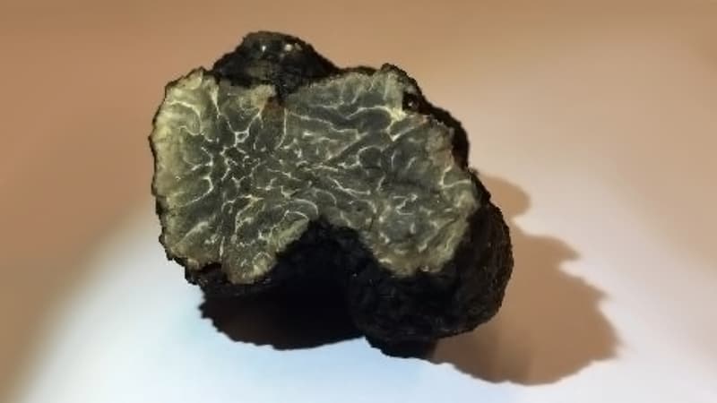 Cette truffe a été retrouvée sur un toit en plein Paris.