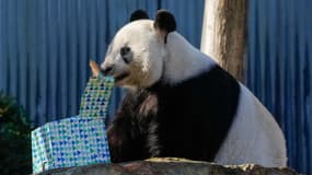 Le panda "Wang Wang" lors de la visite du Premier ministre chinois Li Qiang au zoo d'Adélaïde (Australie), le 16 juin 2024.