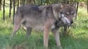 L'abattage de loups a été autorisé dans le parc de la Vanoise, en Savoie. (Photo : loup gris commun)