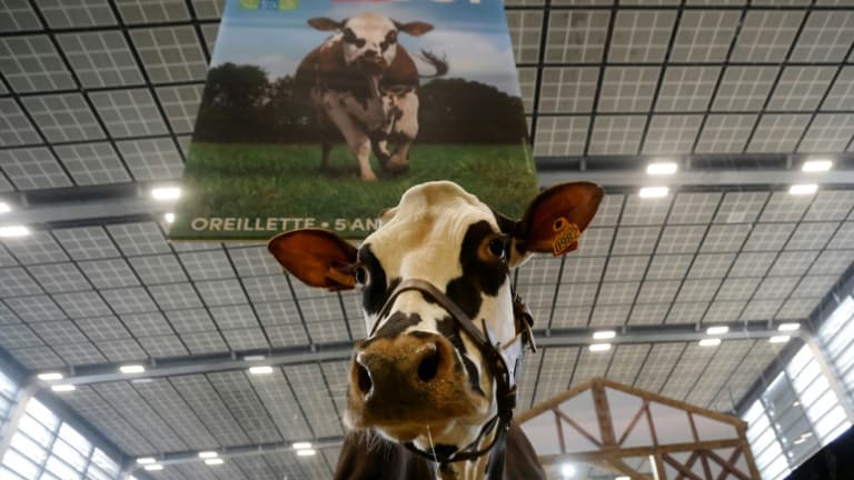 La vache normande "Oreillette" au salon de l'agriculture le 26 février 2024
