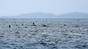 Une photo prise et reçue le 23 septembre du Mercury montre des baleines coincées en Tasmanie