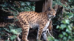 Une femelle lynx boréal et de son petit dans la forêt du massif vosgien, le 08 janvier 2004. Photo d'illustration