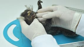 Un vétérinaire examine un singe, dans la région de Rio de Janeiro.