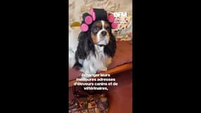 Un café pour chiens dans le Marais