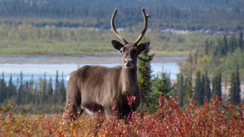 La sauvegarde des caribous est au centre de la bataille opposant Greenpeace à Résolu.