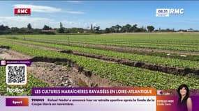 Les cultures maraîchères ravagées en Loire-Atlantique