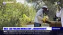 Nice: les frelons asiatiques menacent la biodiversité