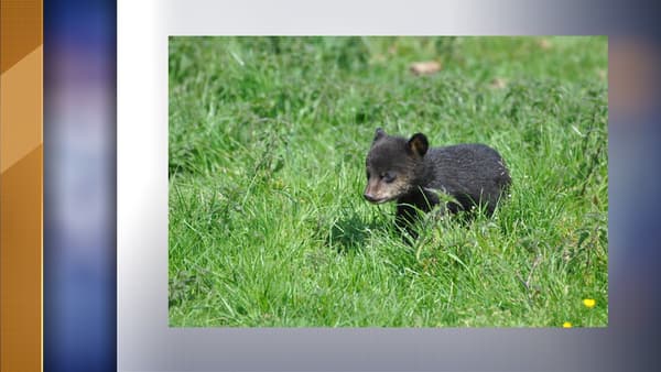 Un des oursons né au parc animalier 