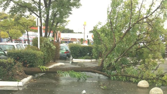 Un arbre couché sur la chaussée, à Plan-de-Campagne.