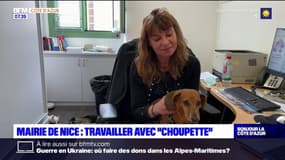 Nice: la mairie autorise ses employés à venir au travail avec leurs animaux