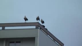 Des cigognes sur les toits de Besançon - Témoins BFMTV