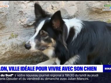 Nombre de vétérinaires, parcs...:Toulon est la meilleure ville de France pour vivre avec un chien
