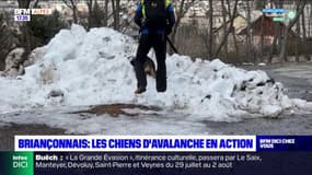 Briançonnais: une démonstration pour sensibiliser aux risques d'avalanche avec les maîtres-chiens