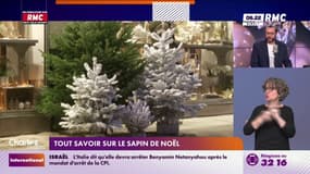 Tout savoir sur le sapin de Noël