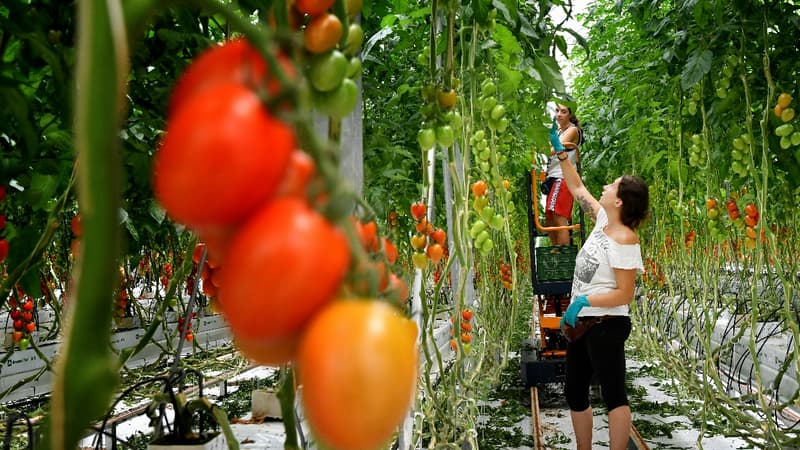 La ferme emploie 230 personnes et produit tout au long de l'année.