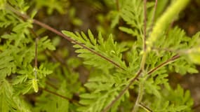 L'ambroisie est une plante invasive au pollen particulièrement allergène, présente en Auvergne-Rhône-Alpes