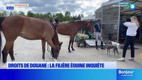 Pourquoi les droits de douane américains inquiètent autant la filière équine normande?