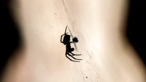 Une araignée (illustration)