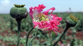 Morphine: fleur de pavot en Afghanistan