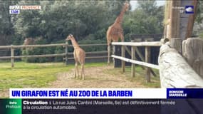 Bouches-du-Rhône: un girafon est né au zoo de la Barben