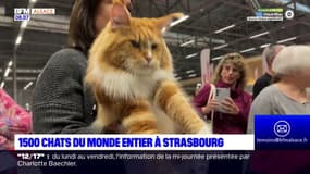 Strasbourg: 1.500 chats réunis ce week-end pour le concours du plus beau félin du monde