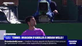 L'image du jour : Tennis, invasion d'abeilles à Indian Wells ! - 15/03