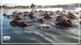 En Virginie, plus de 200 poneys relient deux îles… à la nage