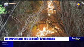 Vidauban: un important feu de forêt se déclare et parcourt 600 hectares