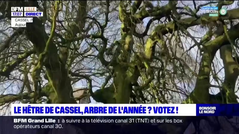 Nord: le hêtre de Cassel, arbre de l'année?
