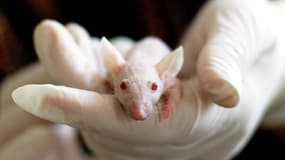 genOway lance une "super souris" de laboratoire (photo d'illustration)