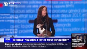 Chat écrasé par un TGV: pour la Fondation Brigitte Bardot, "c'est étonnant que la SNCF ne s'inscrive pas dans le renforcement de la protection animale"