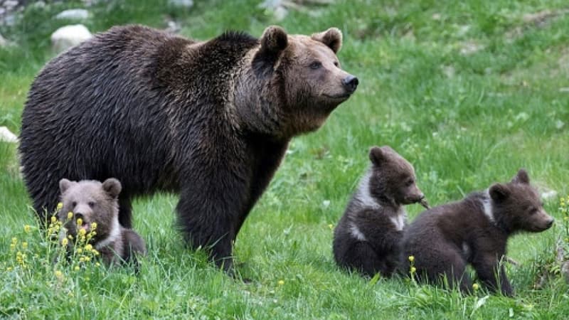 Roumanie: le gouvernement veut tripler ses quotas d'abattage d'ours
