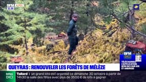 Hautes-Alpes: renouveler les forêts de Mélèze dans le Queyras