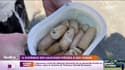 Il distribue des saucisses piégées à des chiens 