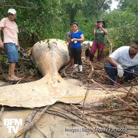 Cette baleine a été retrouvée morte en pleine jungle brésilienne, à 15 mètres du rivage