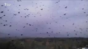 Au Tadjikistan, cette nuée de corbeaux rappelle étrangement un film d’Hitchcock