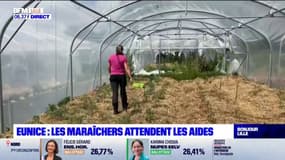 Quatre mois après le passage de la tempête Eunice, les maraîchers des Hauts-de-France attendent des aides de l'Etat