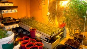 Une plantation de cannabis (illustration)