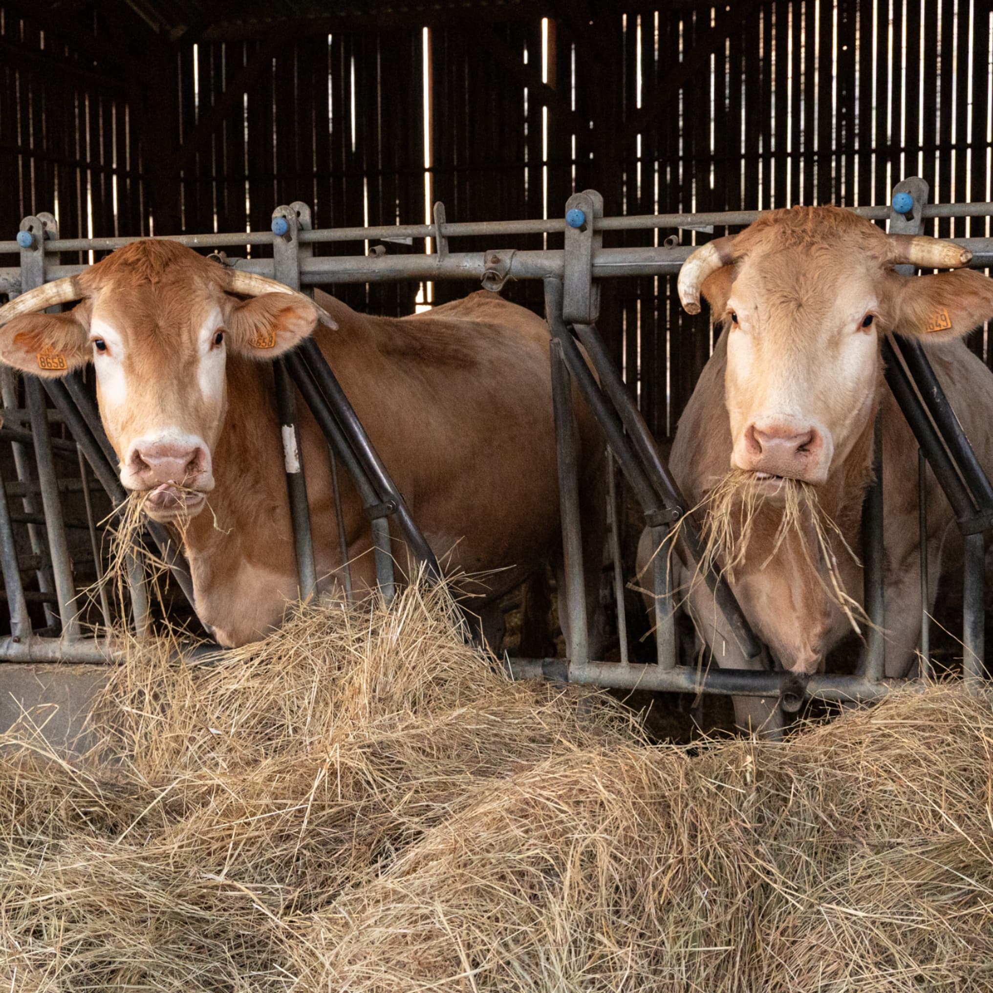 Un troisième cas de dermatose nodulaire contagieuse découvert en Ariège:  une vingtaine de bêtes sera abattue lundi