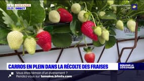 Alpes-Maritimes: la récolte des fraises a commencé à Gattières
