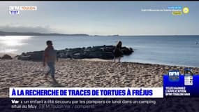 À la recherche de traces de tortues à Fréjus