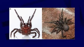 Des araignées à toile en entonnoir constituent une nouvelle espèce, selon une étude, publiée dans la revue BMC Ecology and Evolution ce lundi 13 janvier.